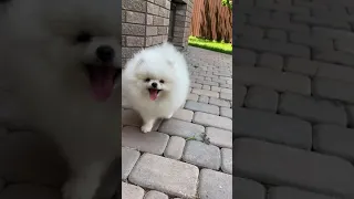 Cute Mini Pomeranian Walk #short #Best Dog Looks