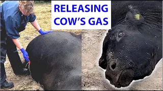 Vet releases gas from cow 🐄💨