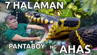 7 SNAKE REPELLENT PLANTS YOU MAY JUST HAVE IN YOUR YARD | ITABOY ANG MGA AHAS!