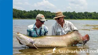 Fly fishing for giant arapaima from Pirarucu in Brazil