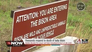 Bison calf euthanized after tourists take it away from its herd