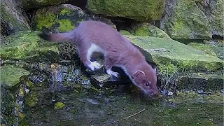 Rescued Stoat Kit Discovers Pond | Rescued & Returned to the Wild | Robert E Fuller