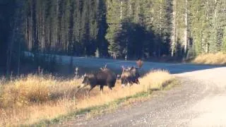 Best Moose Fight! Rutting bull moose have a fight.