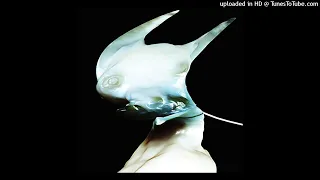 Arca - Fish