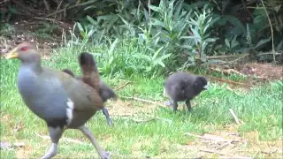 Funny Turbo Chook baby - playing and freaking out