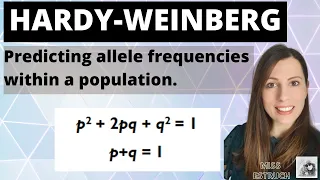 Hardy Weinberg equation- A-level Biology inheritance mathematical model to work out allele frequency