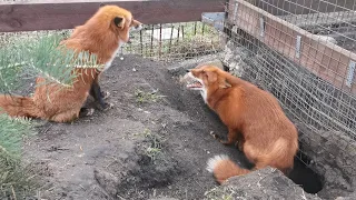 What are the foxes chatting?