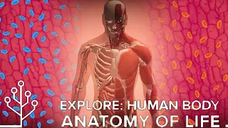 Human Body: Anatomy Of Life (Cell to Singularity)
