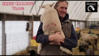 How Different Types of Milk Effect Lambs