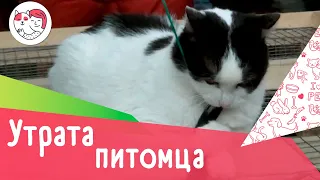 5 советов, как пережить смерть питомца