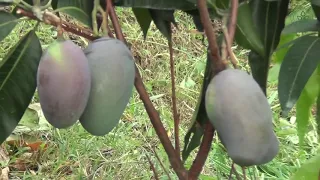 High density plantation of mango | Dr YS Parmar University of Horticulture & Forestry |COH&F Neri