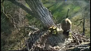 Decorah Goose Cam 4-15-24, 8 am Goslings jump from N1