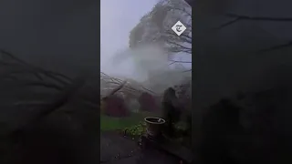 Moment extreme tornado winds rip down several trees in Michigan