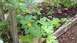 Garden update 5/19/24