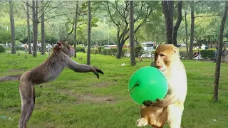 monkey prank | prank monkey fun with balloon | monkey video