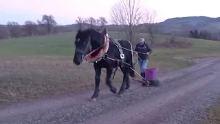 Noriker Nachwuchs Ausbildung