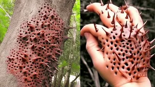 This Man Discovered in a Tree What No One Was Supposed To See