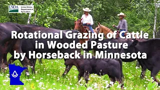 Rotational Grazing in Wooded Pasture by Horseback in Minnesota