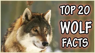 "Howlingly Interesting: Top 20 Wolf Facts You Need to Know"/Animals facts/YOU KNOW THAT