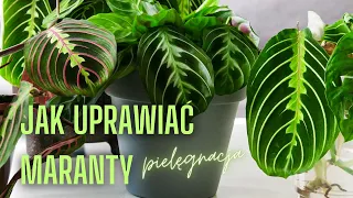 MARANTA UPRAWA ‐ Jak uprawiać marante. Stanowisko, podlewanie, pięgnacja rośliny | David LiM