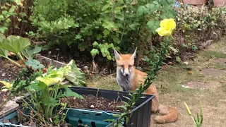 Beautiful Fox Cubs Have A Food Fight UK 2022