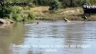 Wild Dogs Use Hippo to Tire out Swimming Impala and Catch It || Dogtooth Media