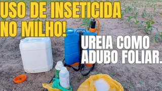 APLICAÇÃO DE INSETICIDA NO MILHO + ADUBAÇÃO FOLIAR COM UREIA!