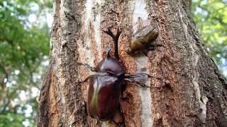 Bugs Dinner  2018 Japanese rhinoceros　 beetle ×  giant hornet　カブトムシ