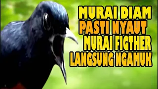 MURAI DIAM PASTI NYAUT MURAI FIGTHER LANGSUNG NGAMUK PANCINGAN PAGI-SIANG-SORE-IKUT GACOR