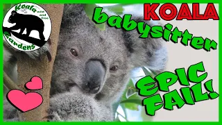 EPIC FAIL - Dewdrop 🐨 koala 🐨 wants a babysitter, but will she find someone to love her?