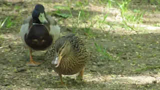 BIRDS IN MOSCOW. ПТИЦЫ В МОСКВЕ. #birds #moscow #mallard #ducks #птицы #Москва #утки #синицы