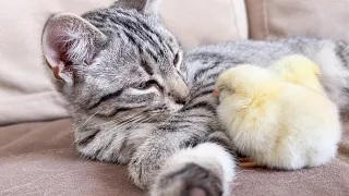 Kitten sleeps sweetly with the Chickens