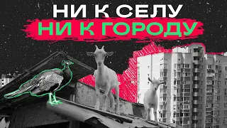 Как вести сельский образ жизни посреди мегаполиса / «Передача»