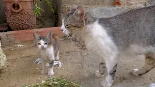 Mama Cat talks to her calico kitten before putting down the food dishes.