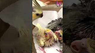 Mom feeds baby cockatiels | Cockatiels feeding #shorts #cockatiel #feeding