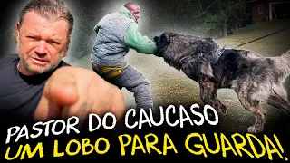 PASTOR DO CÁUCASO: UM GUARDIÃO PODEROSO!