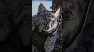 Encounters with bobcats don’t get any better than this. From my deck looking up into its eyes!