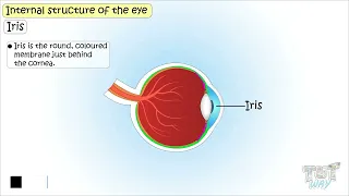 Structure of Human Eye | External and Internal Parts of Human Eye | Science