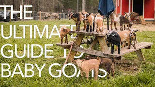 The ULTIMATE Baby Goat Guide