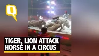 Horror in the Circus: Lion, Tiger Maul a Horse During Rehearsals | The Quint