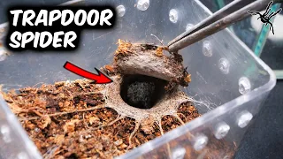 I Rehoused My TRAPDOOR SPIDER