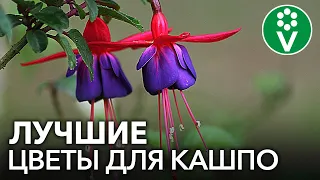 НЕ ТОЛЬКО ПЕТУНИЯ! 20 ЭФФЕКТНЫХ ЦВЕТОВ ДЛЯ КАШПО, от красоты которых захватывает дух