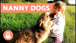 The BEST Nanny Dogs – 8 Dog Breeds for Children