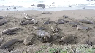 Raw footage of San Simeon beach - Elephant seal activity in January 2022
