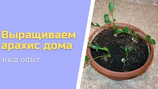 Как Вырастить Арахис В Домашних Условиях И Как Его Посадить