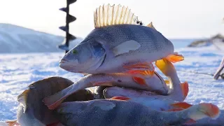 КОНЕ-ОКУНИ!!! КРУПНЫЙ ОКУНЬ зимой на козу. Безмотылка - любимая рыбалка!