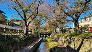 Live Kawasaki Walk - Kuji and Shukugawara 久地と宿河原の散歩