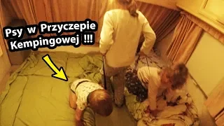 Przyczepa Kempingowa i ... Dwa Psy !!! - Jak to u nas Wygląda? (Vlog #248)