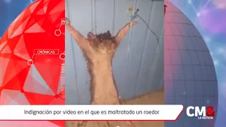 Indignación por video en el que es torturado un roedor