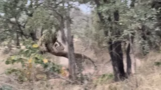 Male leopard attacks his son!